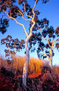 OB143 Ghost gum, Outback Queensland